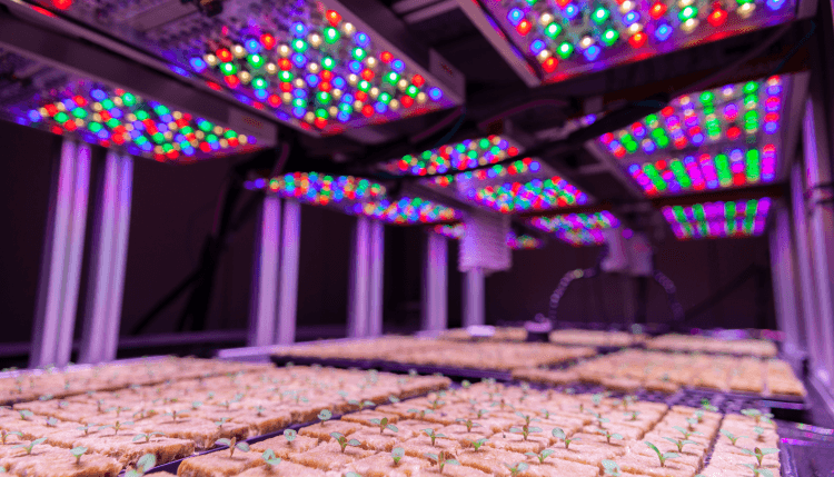 OSRAM Phytofy RL LED - Bild 2