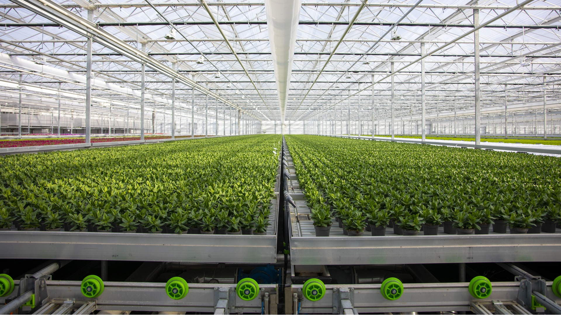 Horticulture Projects